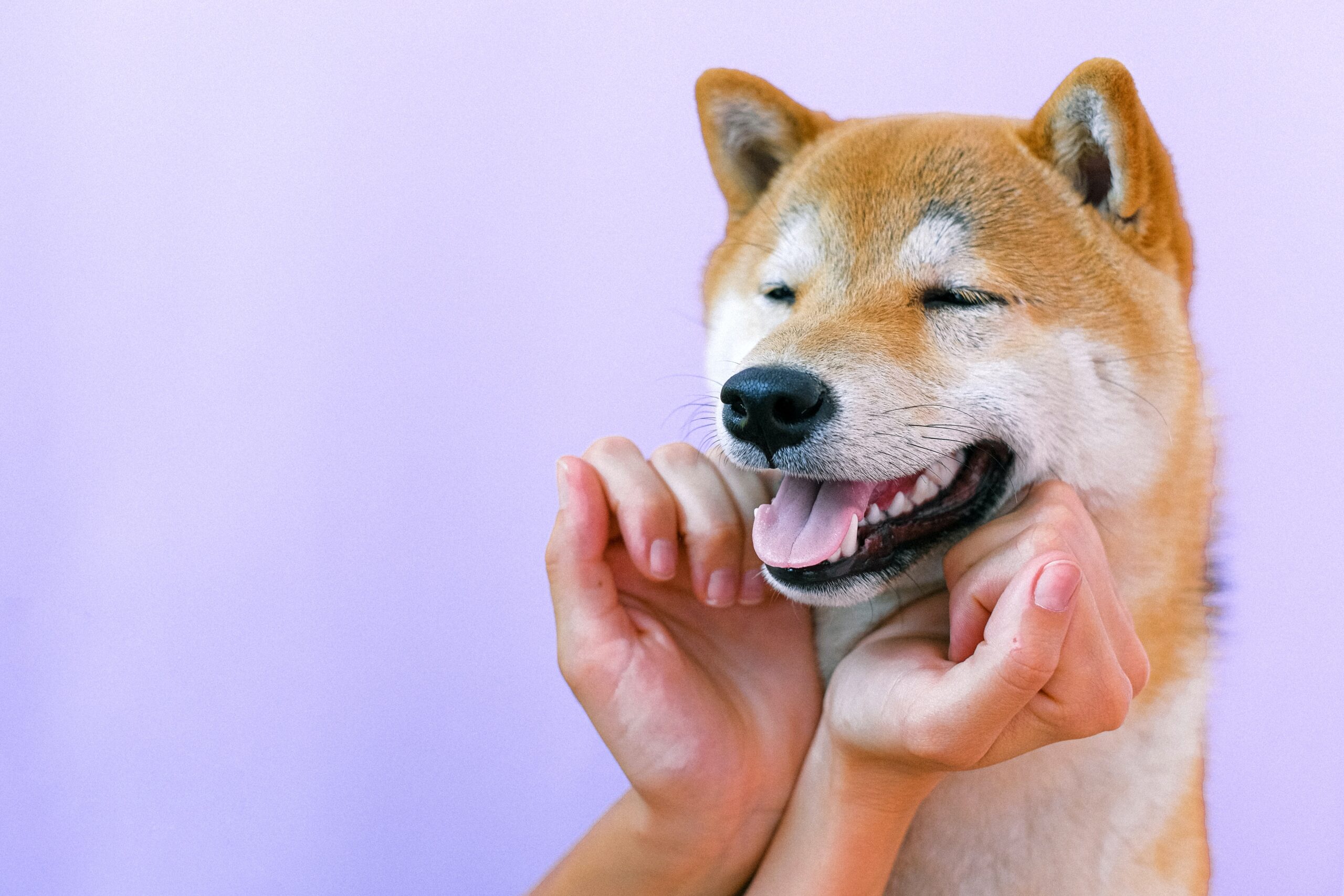 En este momento estás viendo Shiba Inu y dogecoin superan en interés a la actualización más importante de Bitcoin