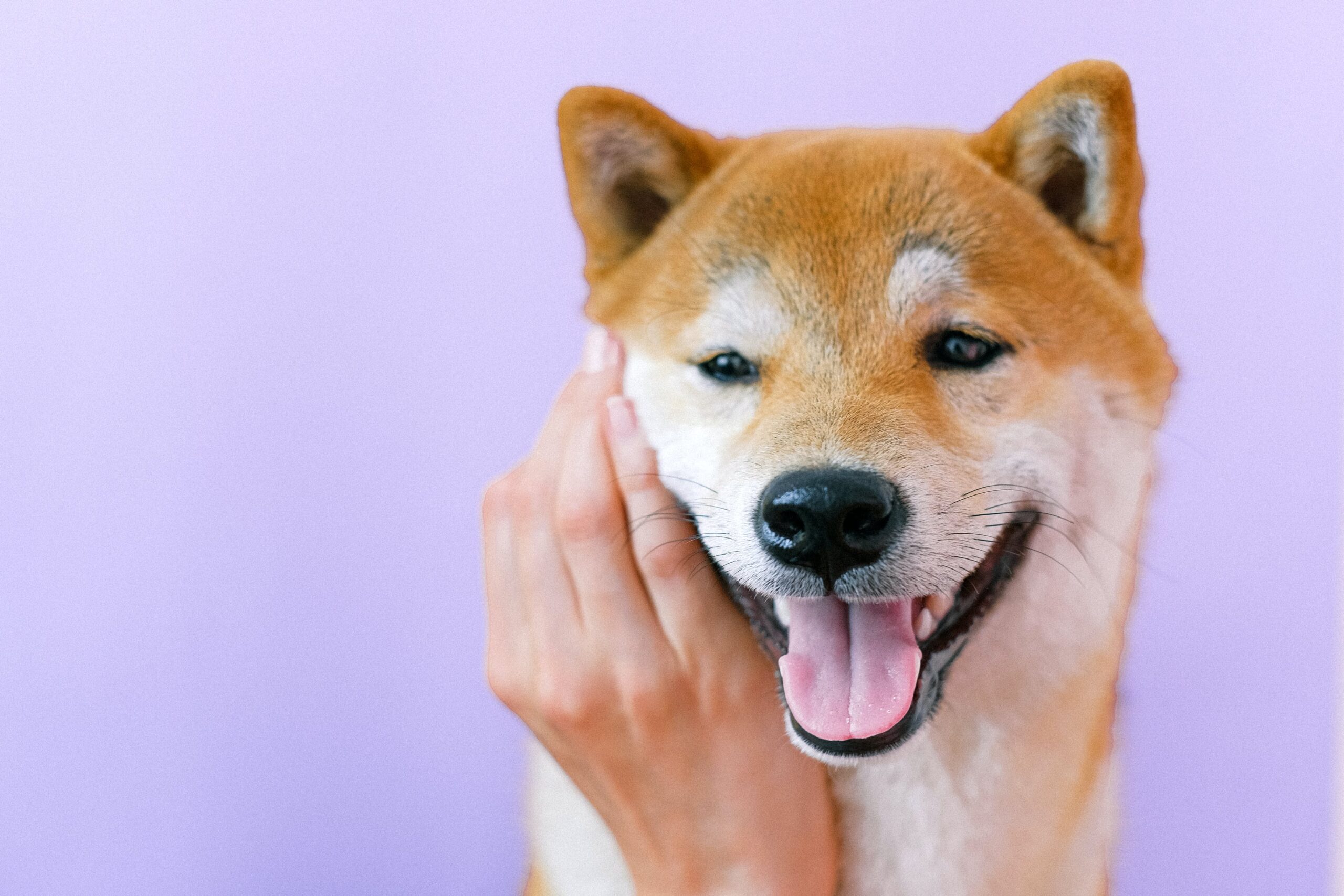 En este momento estás viendo Tokens de meme y monedas de perros inundan el mercado mientras se intensifican las guerras de precios